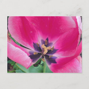 Postal de tulipanes rosados