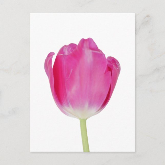 Postal de tulipanes rosados (Anverso)