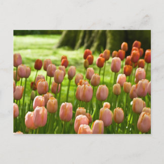 Postal de tulipanes | Tulpen Postkarte