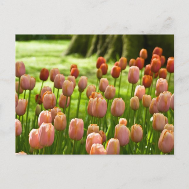 Postal de tulipanes | Tulpen Postkarte (Anverso)