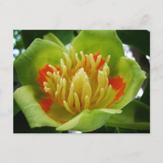 Postal de tulipano (Liriodendron Tulipifera)