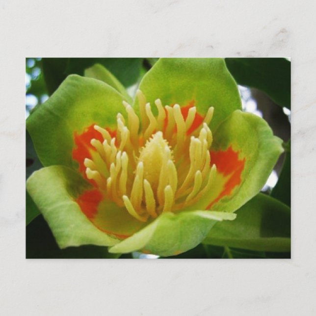 Postal de tulipano (Liriodendron Tulipifera) (Anverso)