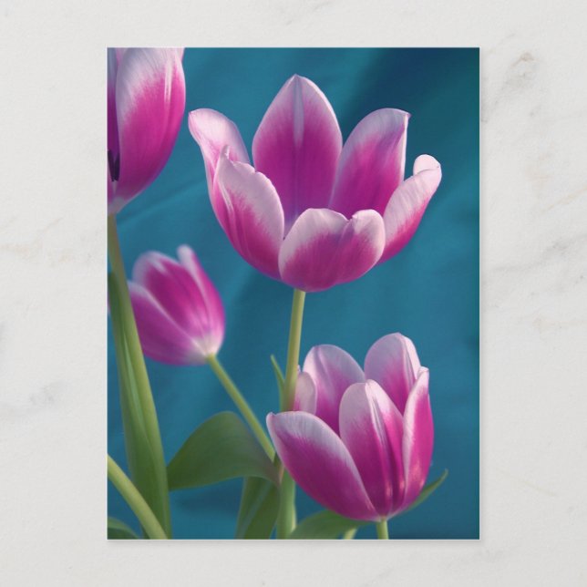 postal de tulipanos magenta (Anverso)