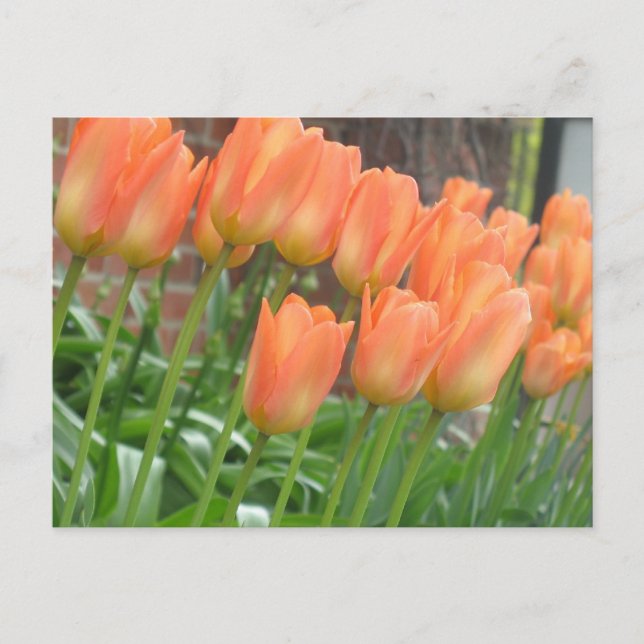 Postal de Tulips naranja (Anverso)