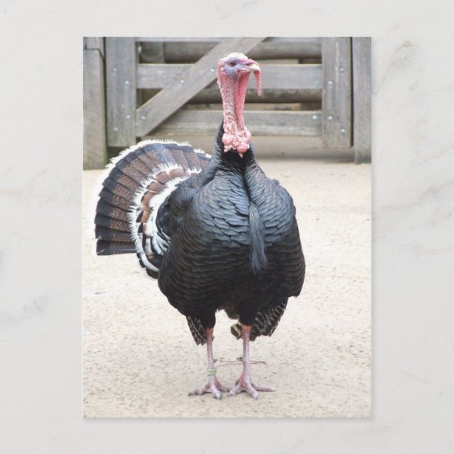 Postal de Turquía (Anverso)