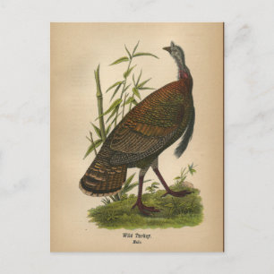 Postal de Turquía salvaje de 1890
