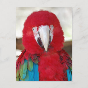 Postal de un bello loro de Macao