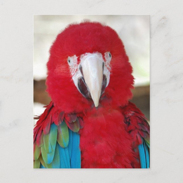 Postal de un bello loro de Macao (Anverso)