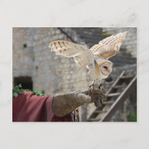 Postal de un búho