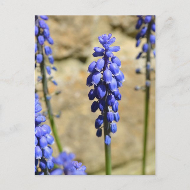 Postal de uva Muscari (Anverso)
