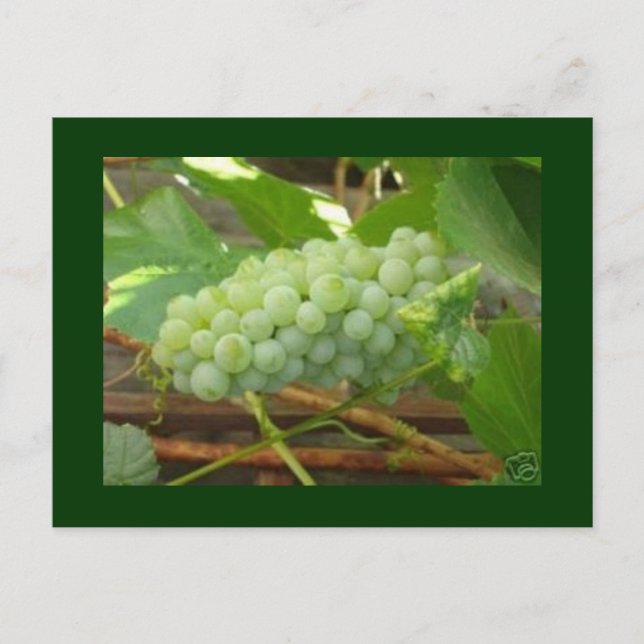 postal de uvas verdes (Anverso)