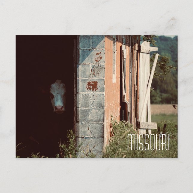 Postal de vaca de Missouri (Anverso)
