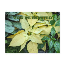 Postal de vacaciones de Poinsettia amarillo