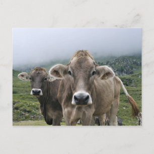 postal de vacas alpinas