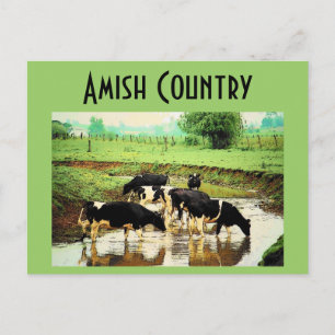 Postal de vacas Amish