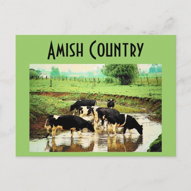 Postal de vacas Amish (Anverso)