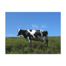 Postal de vacas felices