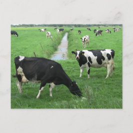 Postal de vacas lecheras