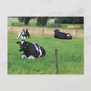 Postal de vacas lecheras