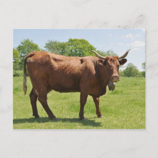Postal de vacas vendedoras