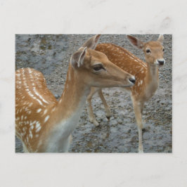 Postal de venado joven