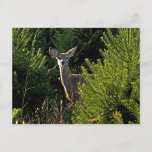 Postal de venado joven en pinos