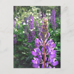 Postal de verano lupino