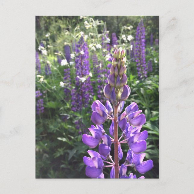 Postal de verano lupino (Anverso)