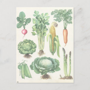 Postal de Verduras de Jardín Vintage