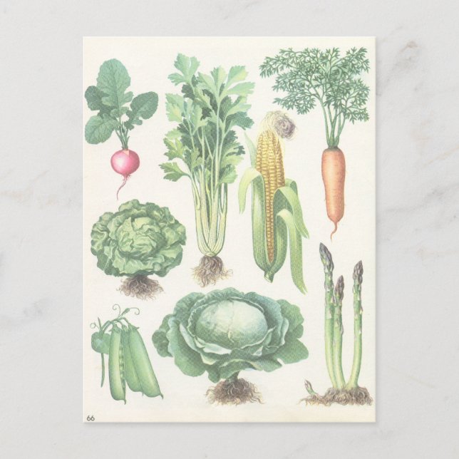 Postal de Verduras de Jardín Vintage (Anverso)