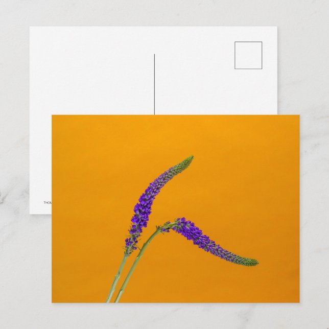 Postal de Verónica Púrpura (Anverso / Reverso)