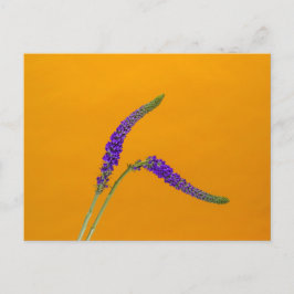 Postal de Verónica Púrpura