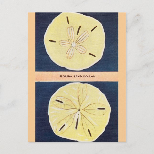 Postal de viaje de la vendimia Florida Sand Dollar (Anverso)
