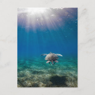 Postal de viaje submarino de tortuga
