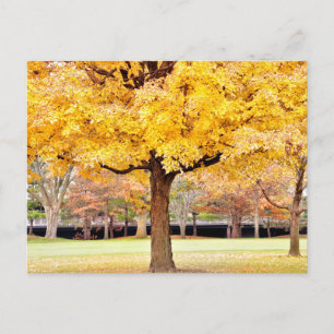 Postal de vibraciones de otoño