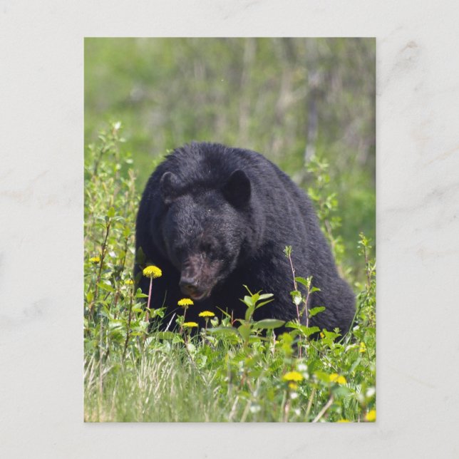 Postal de vida salvaje del oso negro (Anverso)