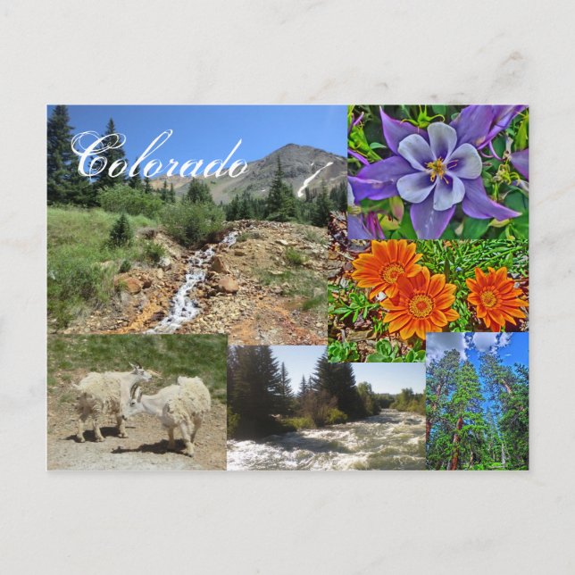 postal de vida silvestre de Colorado (Anverso)