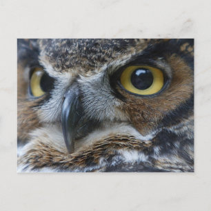 Postal de vida silvestre Owl Eyes
