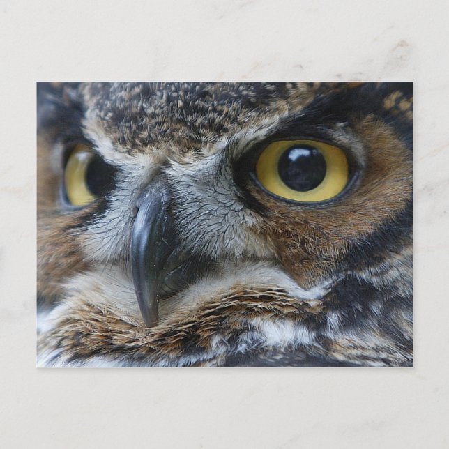 Postal de vida silvestre Owl Eyes (Anverso)