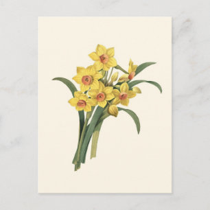Postal de Vintage Daffodils