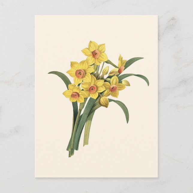 Postal de Vintage Daffodils (Anverso)