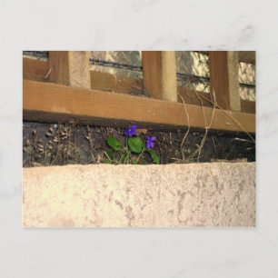 Postal de violetas