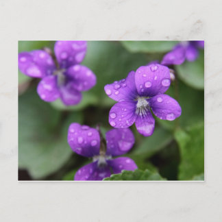 Postal de violetas púrpura húmedas