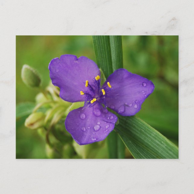 postal de Virginia Spiderwort Flower (Anverso)