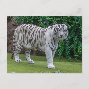 Postal de vista de cerca de tigre blanco