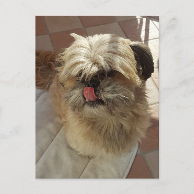 Postal de vista de perros Shih Tzu (Anverso)