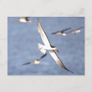 Postal de vuelo de pájaro Skimmer negro