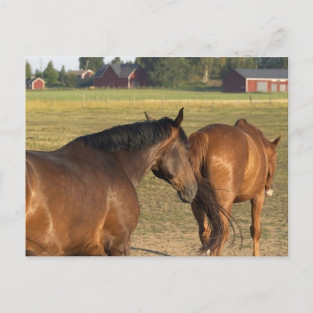 Postal De vuelta al granero (Anverso)