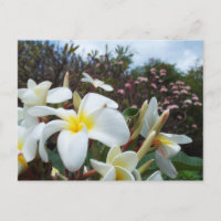 Postal de Waikoloa Plumerias 1