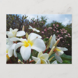 Postal de Waikoloa Plumerias 1